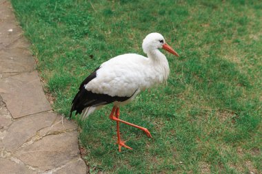 A white stork walks freely on a green lawn, a beautiful bird in its natural habitat.