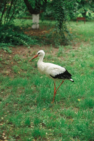 Білий Лелека Вільно Ходить Зеленому Газоні Красивий Птах Своєму Природному — стокове фото