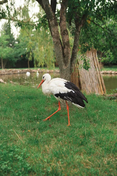 White Stork Walks Freely Green Lawn Beautiful Bird Its Natural — Photo