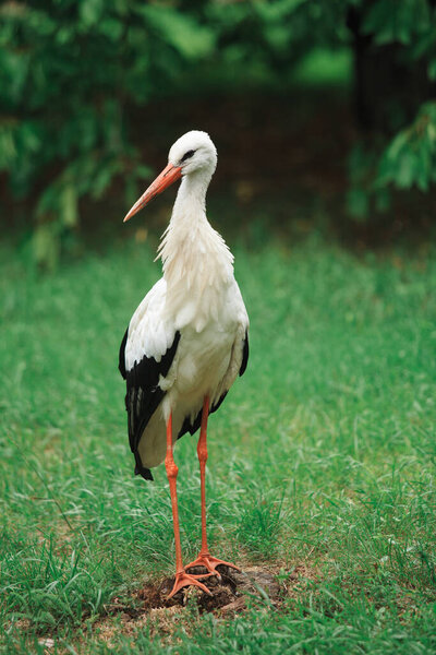 A white stork walks freely on a green lawn, a beautiful bird in its natural habitat.