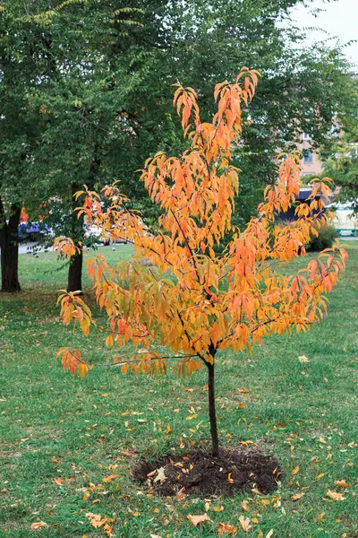 Small Tree Late Fall First Yellowed Tree Park — Fotografia de Stock