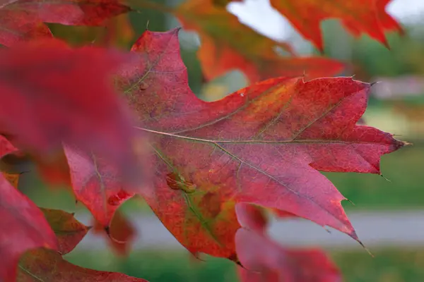 Red Leaf Tree Drop Rain Dew Leaf — Fotografia de Stock