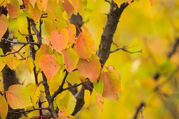 Yellowed Apricot Leaves Tree Branch Apricot Leaves Late Autumn — Stock Fotó