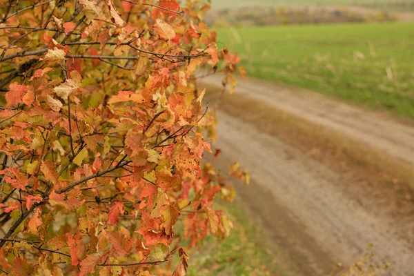 Field Dirt Road Sunny Day Road Agricultural Field Sharpness Autumn — Fotografia de Stock