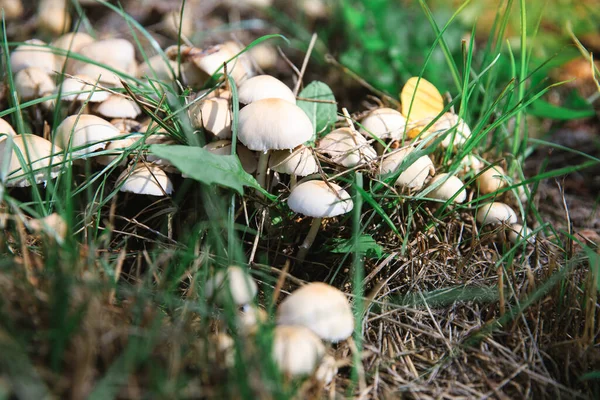 Mushrooms Grow Grass Dry Leaves Forest Mushrooms Rain — ストック写真