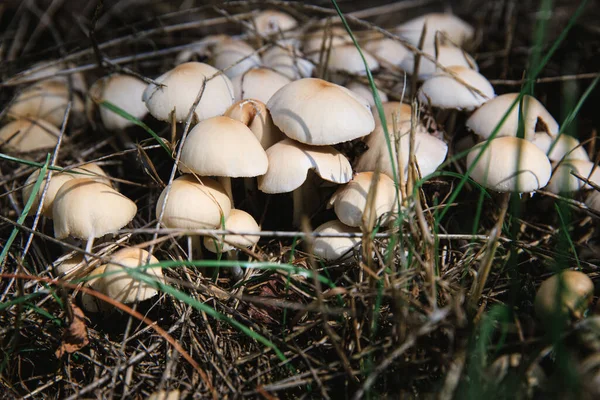 Mushrooms Grow Grass Dry Leaves Forest Mushrooms Rain — ストック写真
