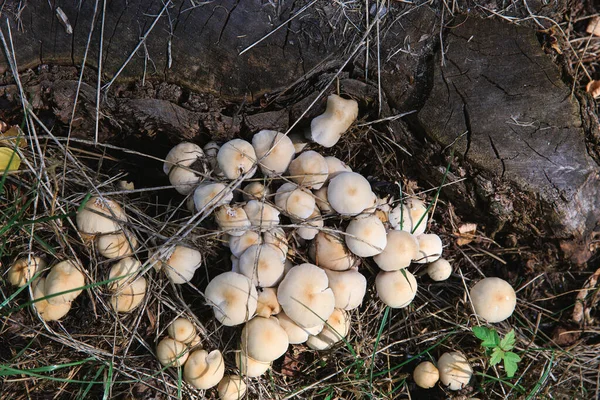 Mushrooms Grow Grass Dry Leaves Forest Mushrooms Rain — 스톡 사진