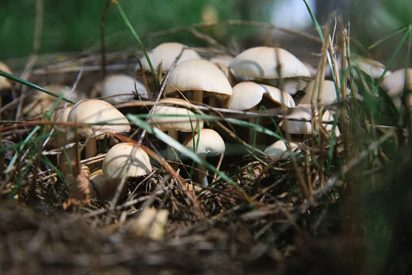 Mushrooms Grow Grass Dry Leaves Forest Mushrooms Rain — ストック写真