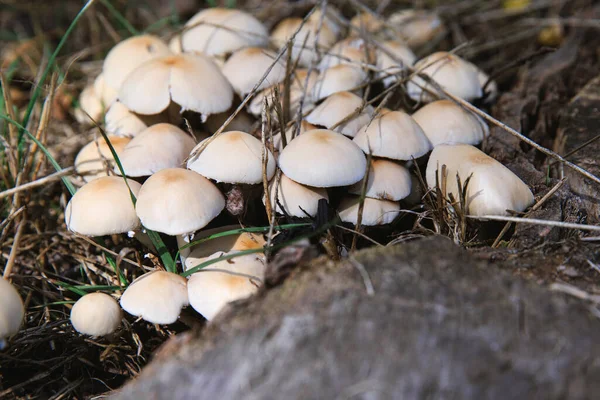 Mushrooms Grow Grass Dry Leaves Forest Mushrooms Rain — ストック写真