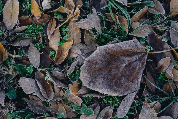 Fallen Shriveled Autumn Leaves Lie Ground Leaves Covered Hoarfrost First — Fotografia de Stock