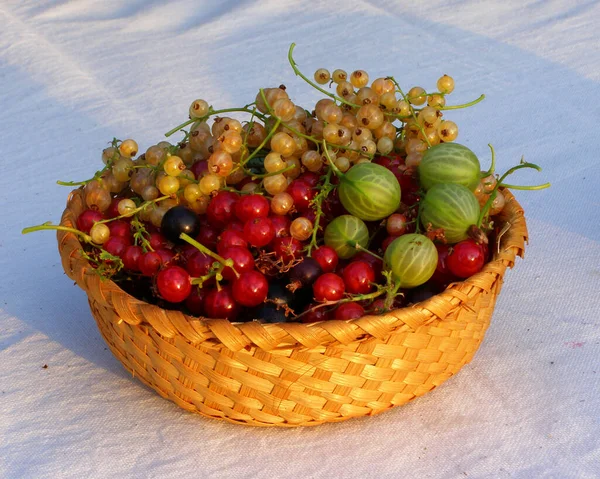 Summer Berries Wicker Basket Light Tablecloth — Stock Photo, Image