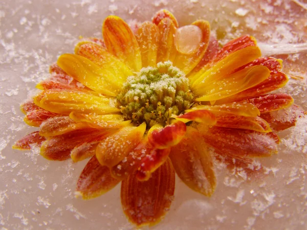 Flor Naranja Cubierta Escarcha Flor Cubierta Escarcha Alrededor Del Hielo — Foto de Stock