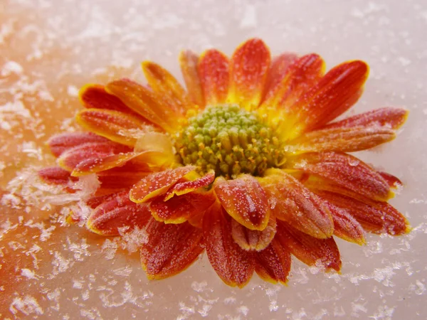Orange flower covered with hoarfrost, flower covered with frost and around the ice