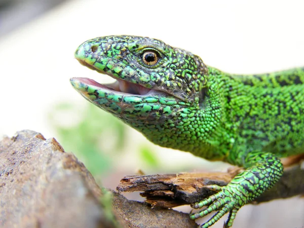 Green Lizard Head Close Profile Photo — Stock Photo, Image