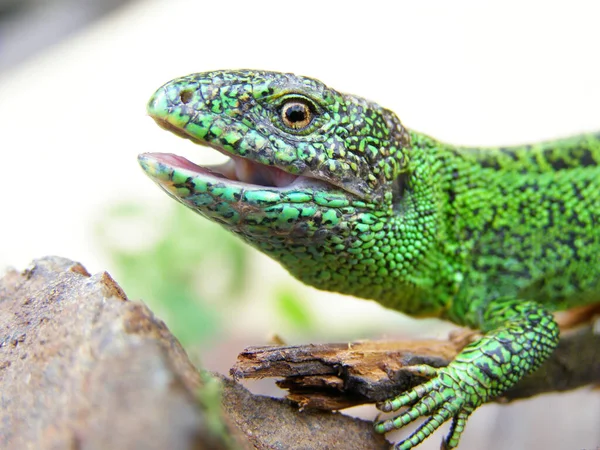 Gros Plan Sur Tête Lézard Vert Photo Profil — Photo