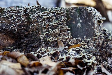 Mantarlar eski bir ağaçtaki yosun gibi filizlenir. Çürüyen bir ağaç yosun ve mantarla kaplıdır..