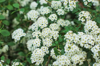 İlkbaharda açıkta yoğun çiçek açan kiraz ağacı dalları. İlkbahar sık çiçek açan ağaçlar