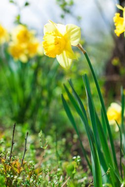 Sarı çiçekli nergis, güneşli bir günde çimlerde açar. Erken bahar çiçekleri dışarıda yetişiyor.
