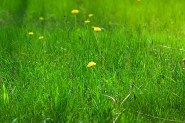 Güneşli bir günde çimenlikte açan sarı bir karahindiba. Erken bahar çiçekleri dışarıda yetişiyor.