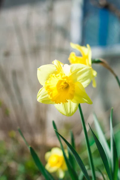 Желтый Цветущий Нарцисс Цветет Лужайке Солнечный День Ранние Весенние Цветы — стоковое фото