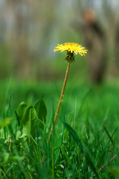Een Gele Bloeiende Paardebloem Bloeit Een Grasveld Een Zonnige Dag — Stockfoto