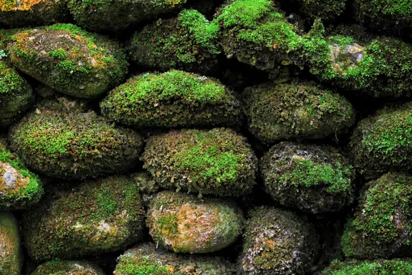 Textura de pedra enorme coberta com musgo verde fresco Fotos De Bancos De Imagens