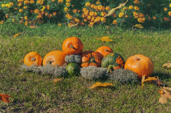 Оранжевые Тыквы Траве Осенними Листьями Тыквенный Патч — стоковое фото