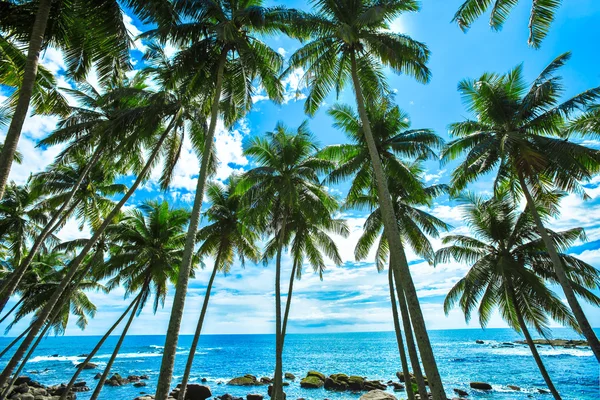 Palmbomen op een tropisch strand — Stockfoto
