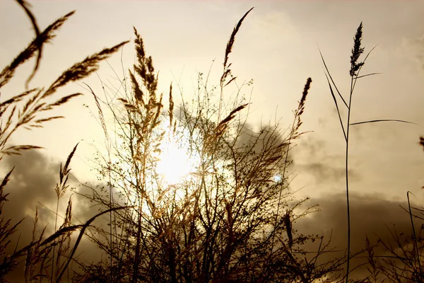 batan güneşin içinde yabani ot.