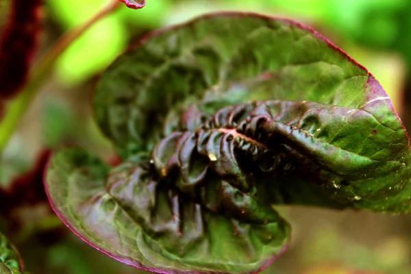 amaranth yaprak çiçek.