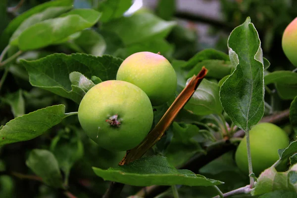 가지에 있는 푸른 사과. — 스톡 사진