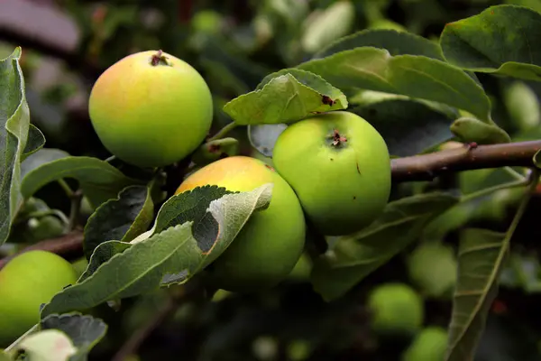bir dalda yeşil elmalar.