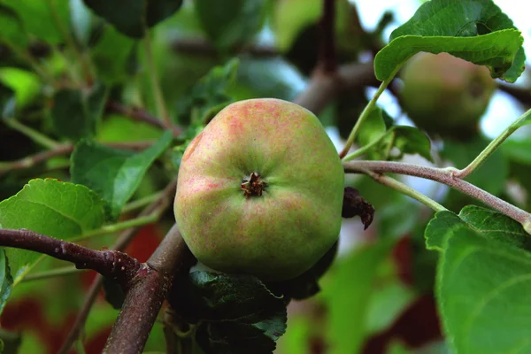 Ağaçta bir elma.