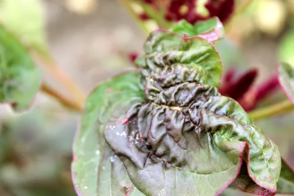 Leaf amaranth flower. — Stock Photo, Image