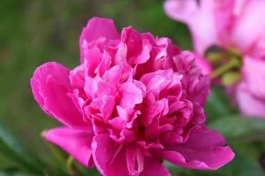 Şakayık çiçeği.