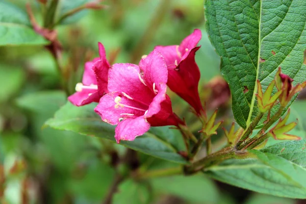 weigela çalı.