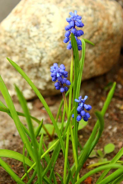 sümbül çiçekleri.
