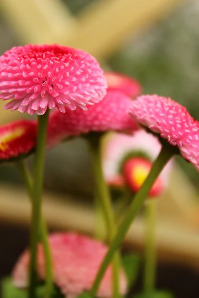 Flowers daisies. — Stock Photo, Image