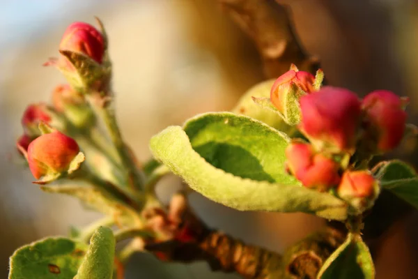Elma çiçeği. — Stok fotoğraf