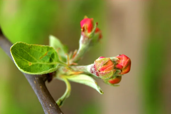 apple'nın çiçek şube.