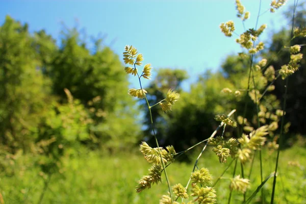 Wild grass in the light of the midday sun. — Stock Photo, Image