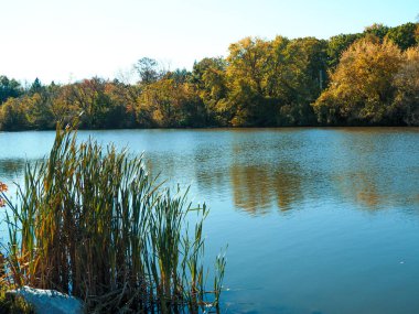 Büyük Mavi Turna dalda