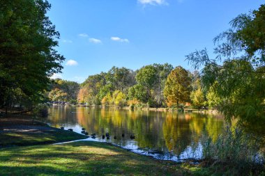 Büyük Mavi Turna dalda