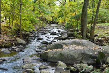 Büyük Mavi Turna dalda
