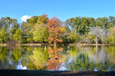 Büyük Mavi Turna dalda