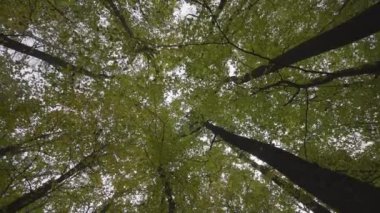 Ormanda sonbahar havası var, gökyüzüne bakan bir manzara var.