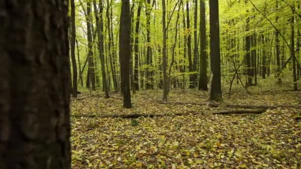 Floresta de outono amarelo com um monte de folhas no chão — Vídeo de Stock