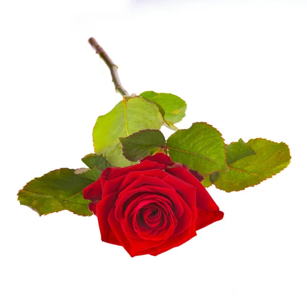 Red rose on white background — Stock Photo, Image