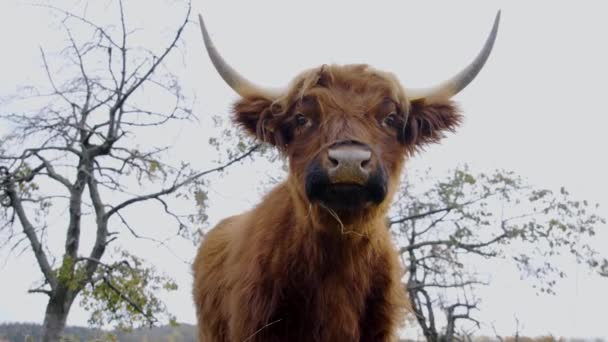A young ox stands in the pasture — Stok Video