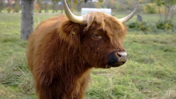 An young ox roars on pasture — Stockvideo